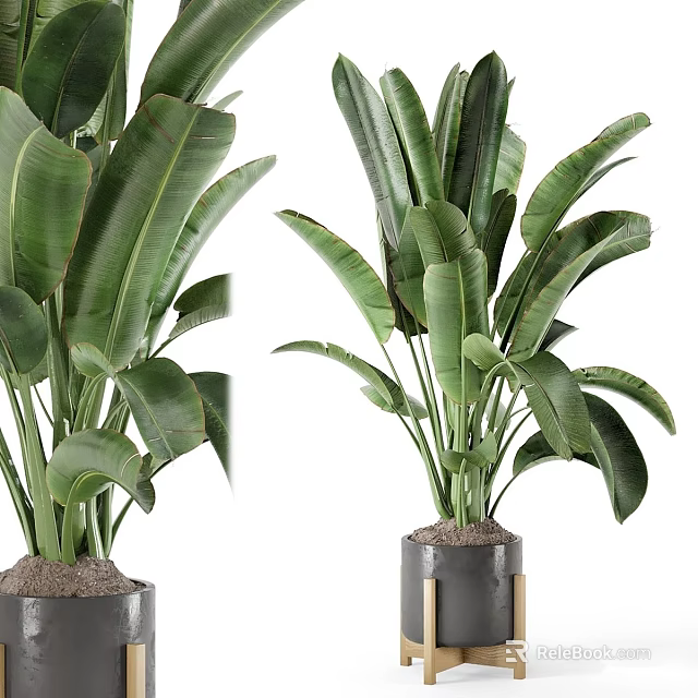 Large Leaf Tropical Bonsai Potted Plants In Gray Pots With Metal Stands 3d model 