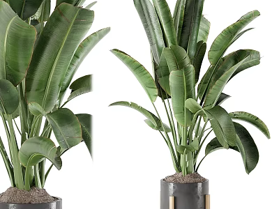Large Leaf Tropical Bonsai Potted Plants In Gray Pots With Metal Stands 3d model