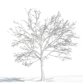 Tall Leafless Tree With Snow Covered Branches Against Blue Sky And White Clouds