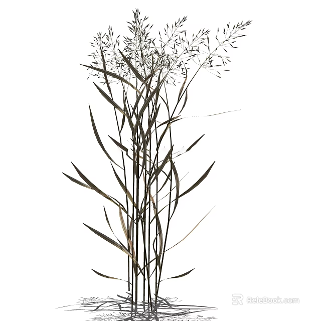 Tall Ornamental Grass With Slender Green Leaves And Feathery Seed Plumes For Garden Decor 3d model 