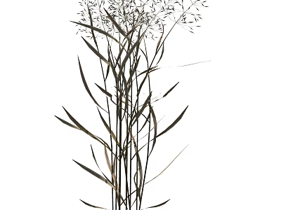 Tall Ornamental Grass With Slender Green Leaves And Feathery Seed Plumes For Garden Decor 3d model