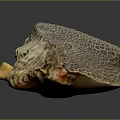 Natural Honeycomb Coral Fossil With Intricate Textured Surface On Dark Background