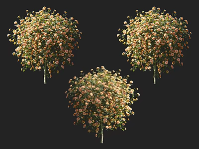 Modern Rose Tree Rose 3d model