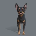 Black and Tan Dog With Erect Ears Standing In 3D Render Against Gray Background