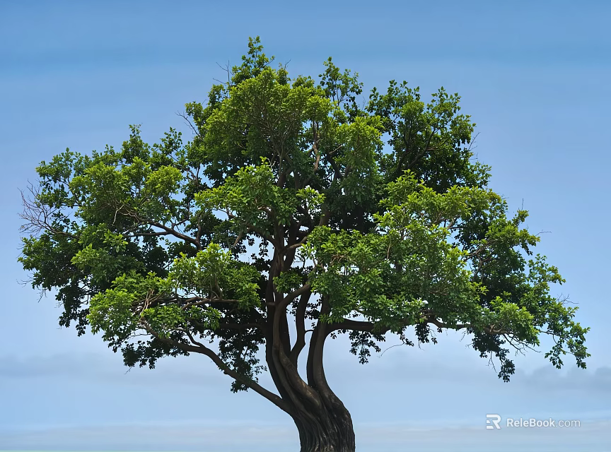 Tall Deciduous Tree With Thick Trunk And Lush Green Foliage Against Clear Blue Sky 3d model 