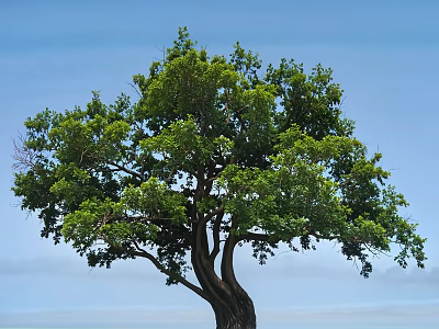 Tall Deciduous Tree With Thick Trunk And Lush Green Foliage Against Clear Blue Sky 3d model