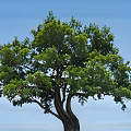 Tall Deciduous Tree With Thick Trunk And Lush Green Foliage Against Clear Blue Sky