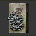 Grow Gourmet Fresh Mushrooms Growing Kit With Clusters For Organic Home Cultivation