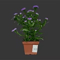 Potted Plant With Purple Flowers And Green Leaves In Brown Pot