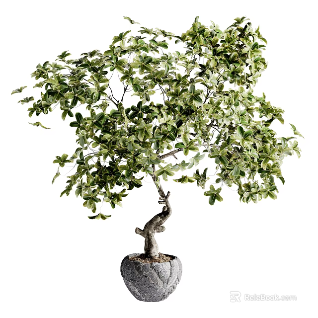 Lush Green Bonsai Tree With Curved Trunk In Stone Pot For Indoor Decoration 3d model 