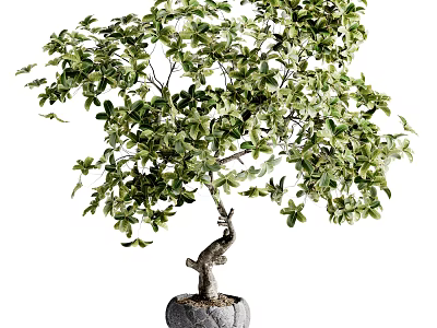 Lush Green Bonsai Tree With Curved Trunk In Stone Pot For Indoor Decoration 3d model