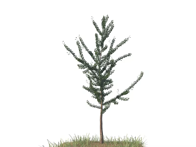 Lush Green Arbor with Dense Foliage and Single Trunk Growing on Grass 3d model