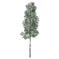 Tree 3d model