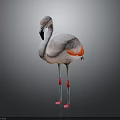 Pink Flamingo As Flying Animal With Red Wings And Long Legs Standing On Gray Background