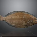 Orange Spotted Flatfish With Fresh Appearance And Flat Body On Dark Background