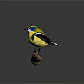 Colorful Bird With Yellow Body Blue Face Black White Head Perched On Wooden Branch
