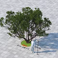 Arbor With Lush Foliage In Circular Green Area On Paved Ground With Measurement Markers