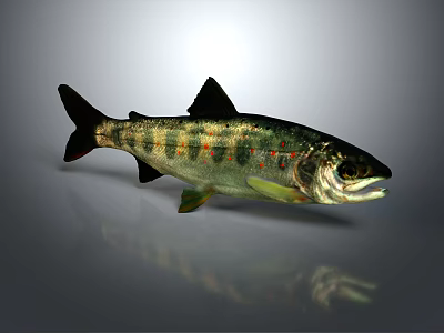Fresh Salmon Fish With Green Brown Stripes And Red Spots On Gray Background 3d model