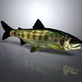 Fresh Salmon Fish With Green Brown Stripes And Red Spots On Gray Background