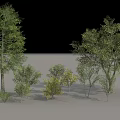 Diverse Arbor Trees Collection With Various Sizes Green Foliage And Heights