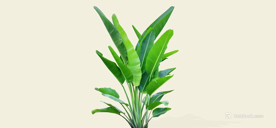 Tropical Arbor With Large Green Leaves And Lush Foliage For Garden 3d model 