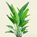 Tropical Arbor With Large Green Leaves And Lush Foliage For Garden