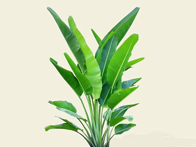 Tropical Arbor With Large Green Leaves And Lush Foliage For Garden 3d model