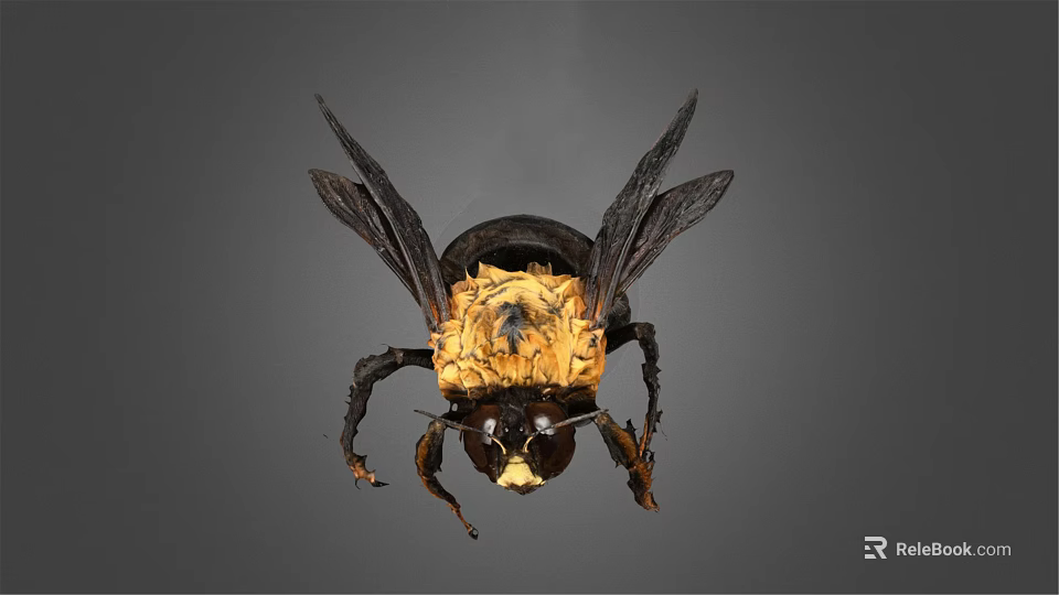 Detailed Flying Insect With Black And Yellow Body Transparent Wings And Compound Eyes 3d model 