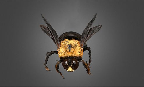 modern fly 3d model