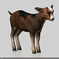 Cute Brown And White Baby Goat Standing On Light Background With Soft Fur