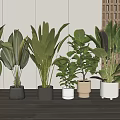 Various Green Leafy Indoor Potted Plants With Different Colored Decorative Pots 3d model