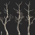 Tall Leafless Trees Against Black Background With Small Figure For Height Comparison