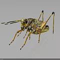 Colorful Grasshopper with Yellow Black Green Stripes Long Legs and Antennae on Dark Background with Reflection