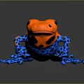 Vibrant Colorful Frog Displaying Orange Body Black Spots And Blue Legs
