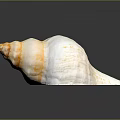 Beautiful Aquatic Conch Shell With White Yellow Stripes And Spiral Texture On Gray Background