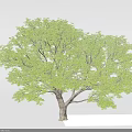 Lush Green Leafy Tree With Thick Trunk And Dense Canopy In Clear Background 3d model