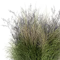 Lush Green And Purple Leafy Shrubs With Feathery Foliage In Natural Growth Form