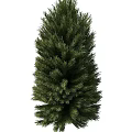 pine tree 3d model