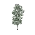Tall Arbor With Green Foliage And White Trunk In Natural Landscape