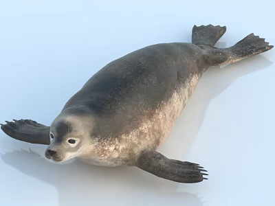 Gray Aquatic Seal With Smooth Body And Flippers On White Surface 3d model