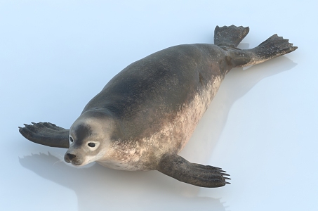 seal sea dog harbor seal sea lion 3d model