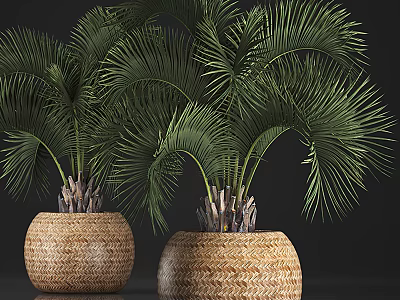 Green Palm Potted Plants With Lush Foliage In Wicker Planters For Indoor Decor 3d model