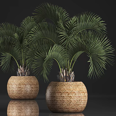 Green Palm Potted Plants With Lush Foliage In Wicker Planters For Indoor Decor 3d model
