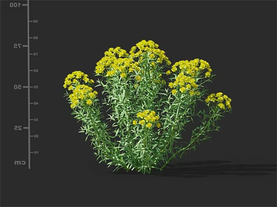 Vibrant Yellow Flower Cluster with Lush Green Leaves in Bushy Plant 3d model