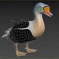 Aquatic Animal Duck With Blue Head Orange Beak Black White Feathers In Grassy Natural Habitat