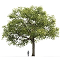 modern tree elm landscape tree 3d model