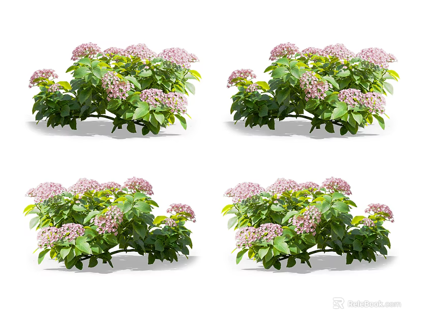 Fresh Pink Hydrangea Plants With Lush Green Leaves And Multiple Displays 3d model 