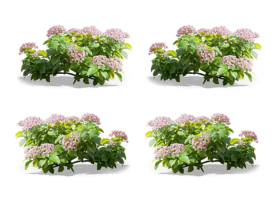 Fresh Pink Hydrangea Plants With Lush Green Leaves And Multiple Displays 3d model