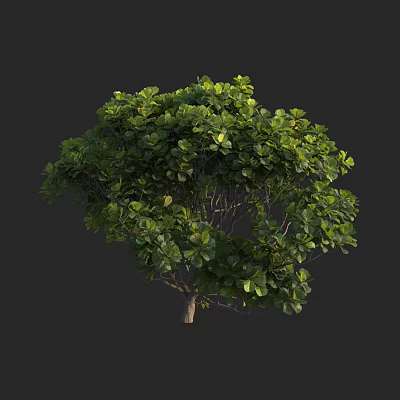 Healthy Green Tree With Lush Foliage Dense Canopy And Strong Trunk 3d model