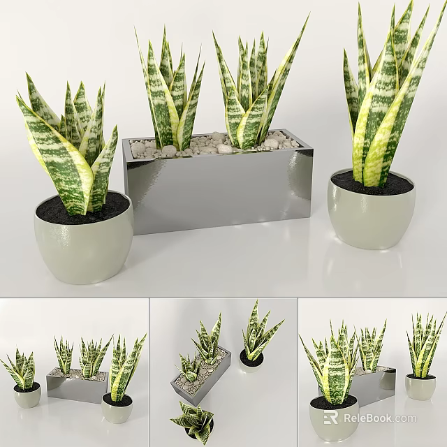 Decorative Ornament Set with Snake Plants in Silver Rectangular Planter and White Round Pots 3d model 